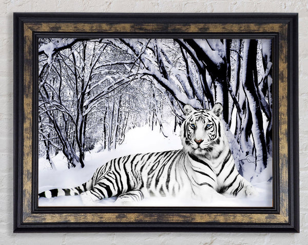 White Tiger In The Snow