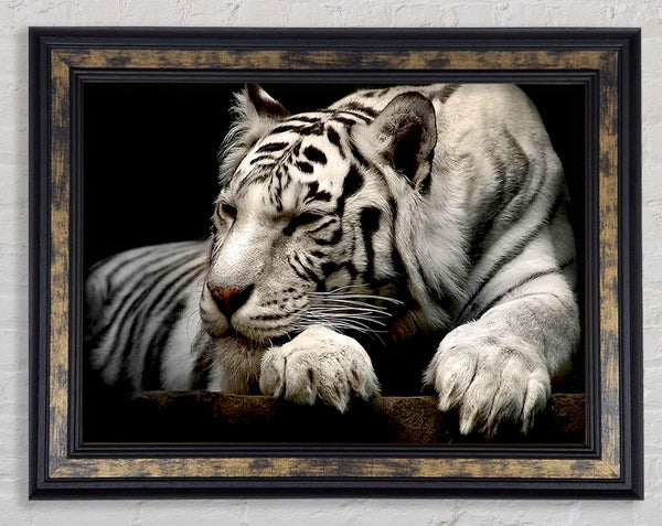 White Tiger Rest