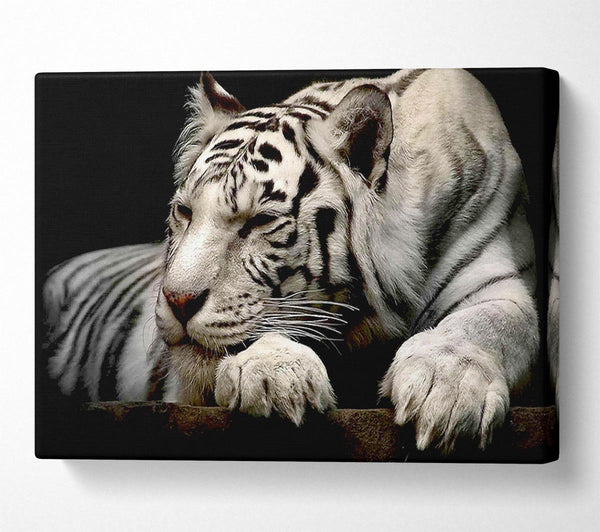 White Tiger Rest