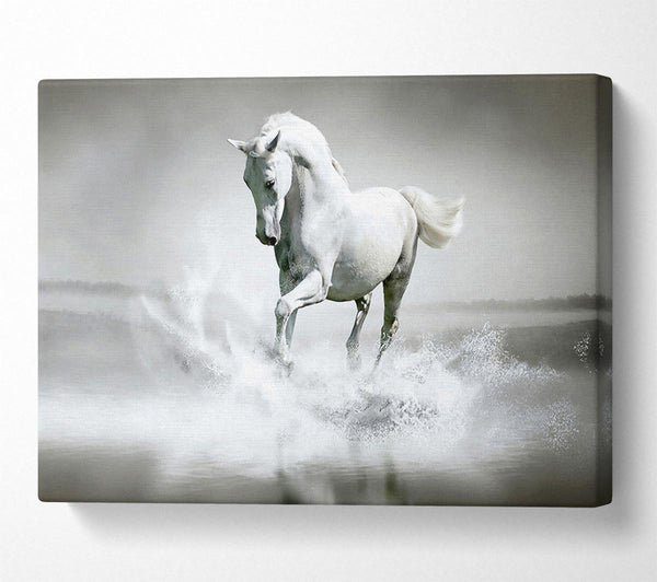 White Water Horse