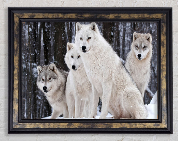 White Wolf Pack