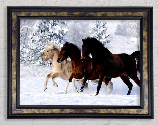 Wild Winter Horses Running