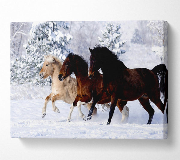 Wild Winter Horses Running