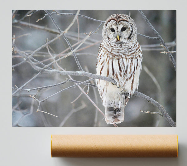 Winter Owl