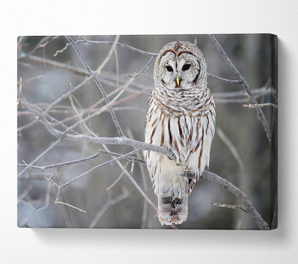 Winter Owl