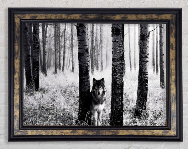 Wolf In The Forest