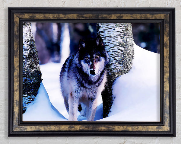 Wolf In The Snow