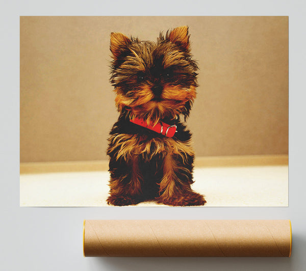 Yorkshire Terrier Puppy