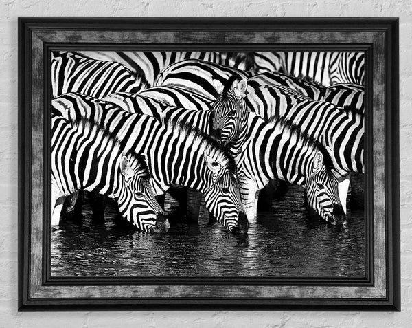 Zebra Drinking