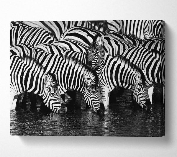 Zebra Drinking