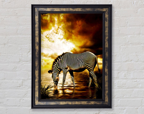 Zebra In The Golden River