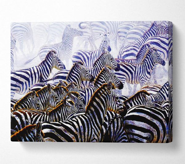 Zebra Stampede