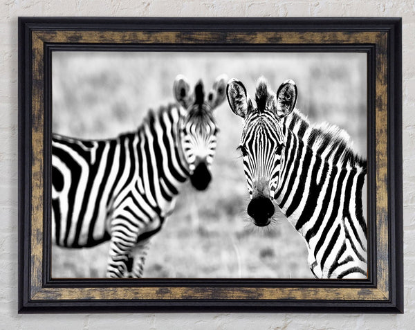 Zebra Twins