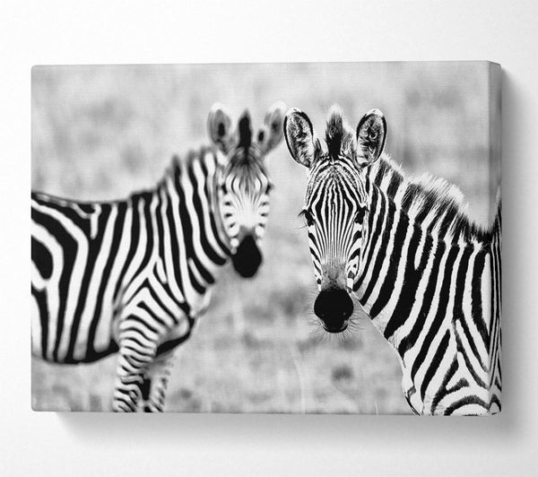 Zebra Twins