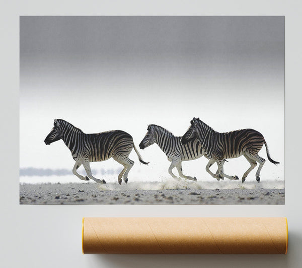 Zebras Ocean Running