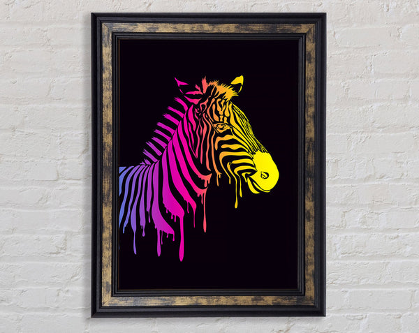 Zebra Rainbow