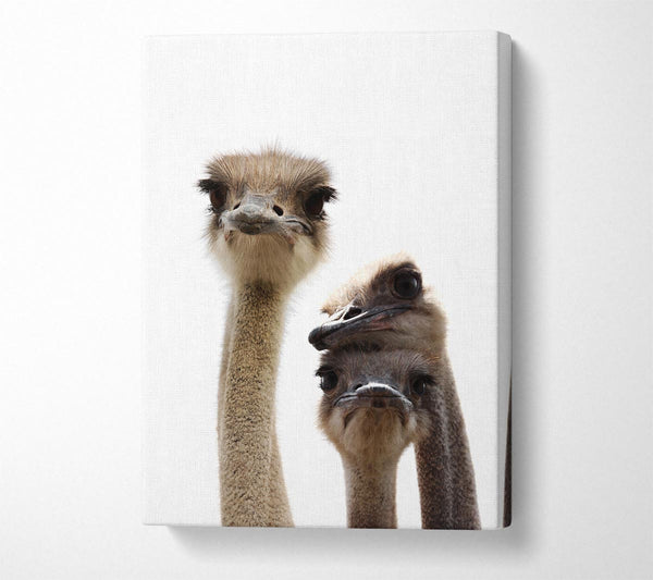 Ostrich Love