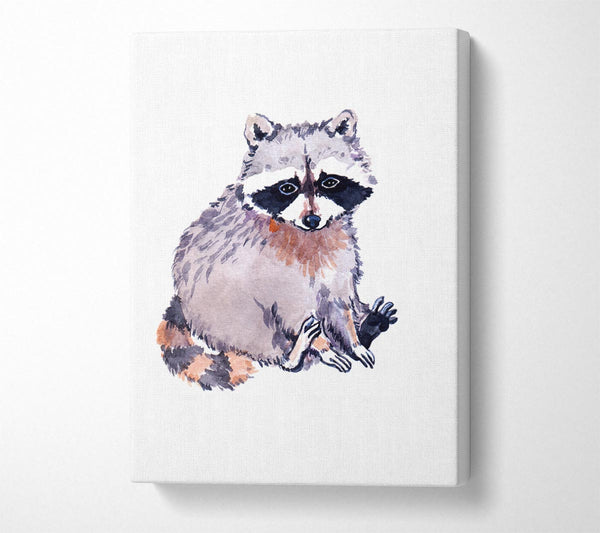 Raccoon Sitting