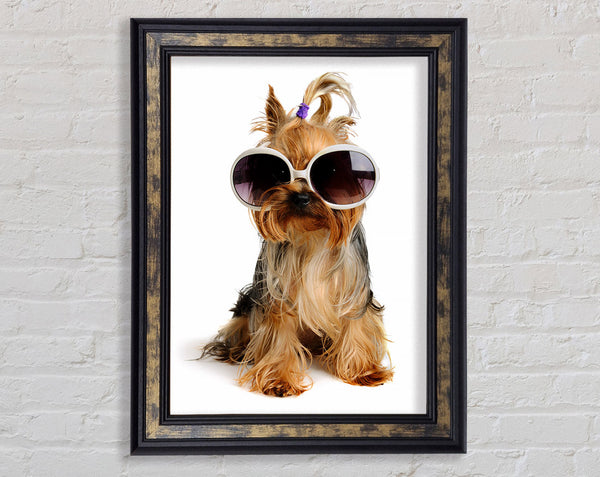 Yorkshire Terrier Dog Glamour