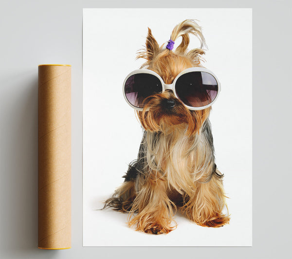 Yorkshire Terrier Dog Glamour