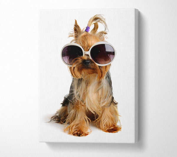 Yorkshire Terrier Dog Glamour