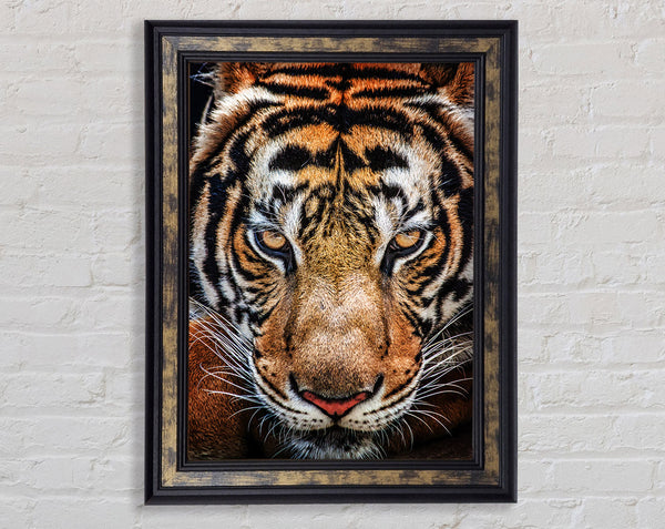 Beautiful Tiger Face