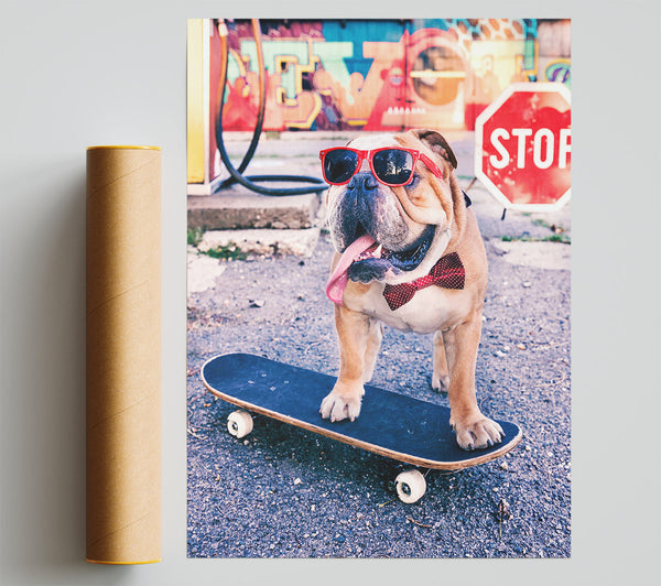 English Bulldog Skateboarding