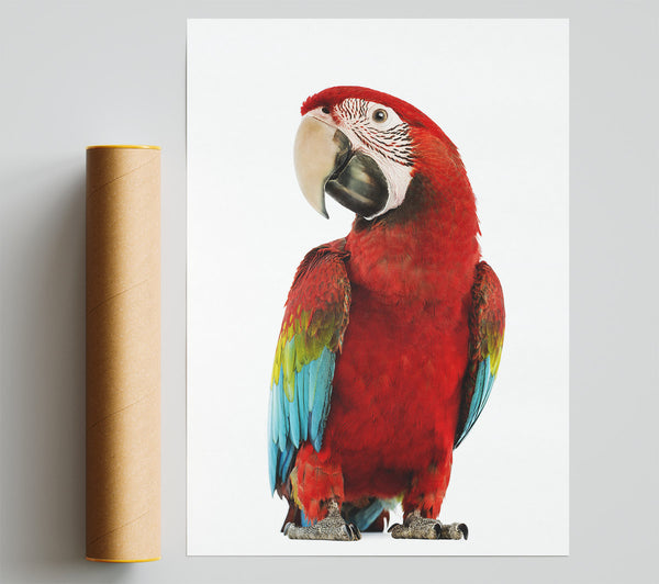 Blue Macaw Parrot