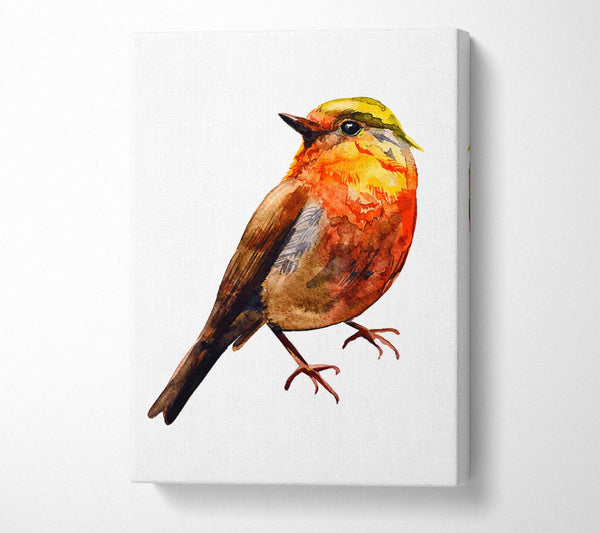 Robin Red Breast