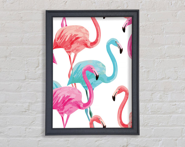 Flamingo Colours