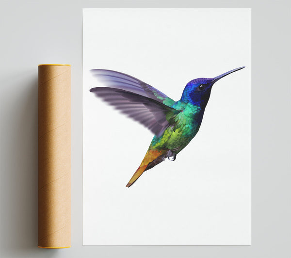 Hummingbird Colours