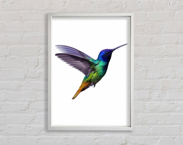 Hummingbird Colours