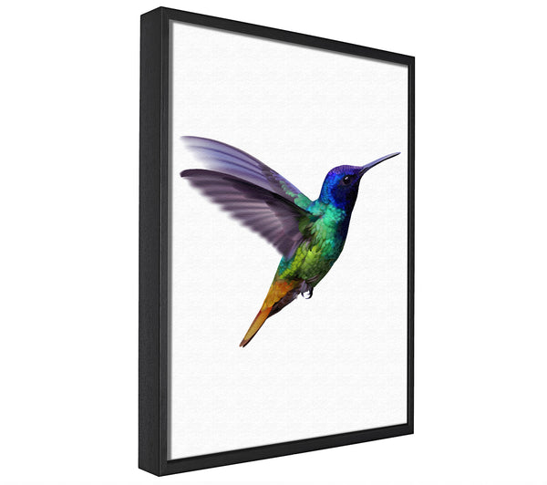 A picture of a Hummingbird Colours framed canvas print sold by Wallart-Direct.co.uk