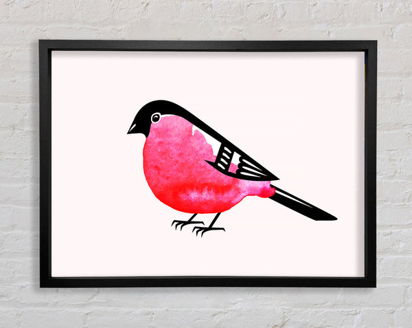 Pink Robin Breast