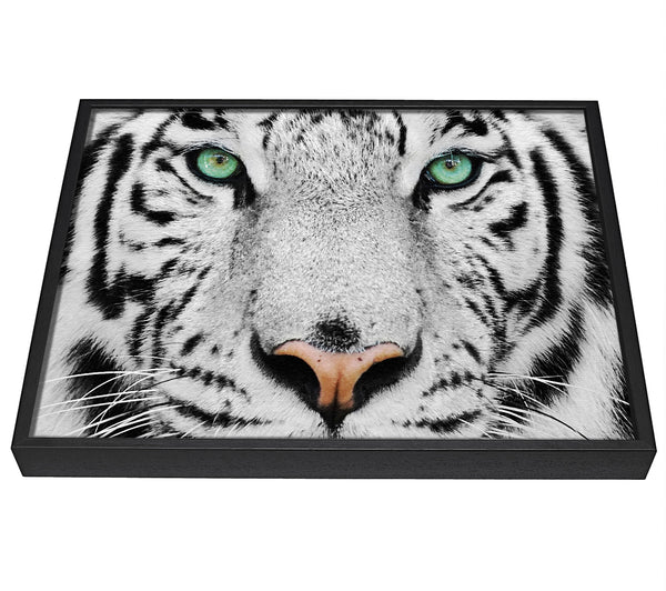 A picture of a Green Eyed White Tiger framed canvas print sold by Wallart-Direct.co.uk