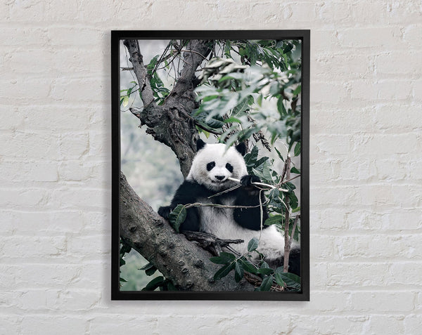 Panda Tree Lover