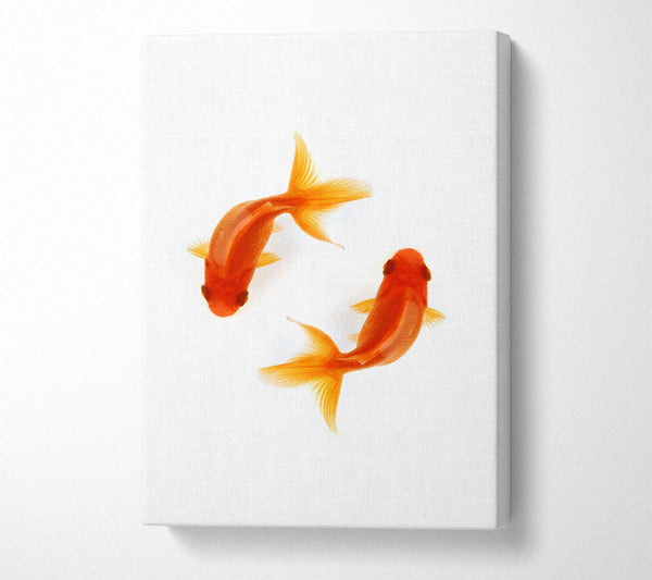 Goldfish Reflections