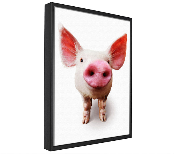 A picture of a Curious Pig framed canvas print sold by Wallart-Direct.co.uk