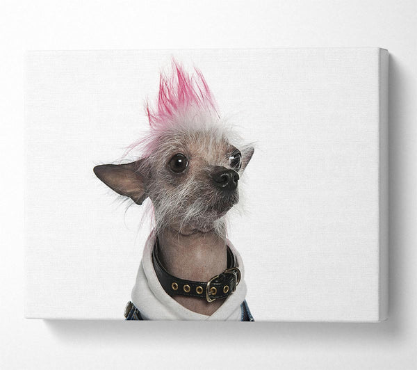 Chinese Crested Punk Dog