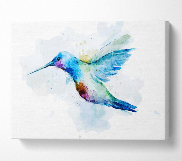 Hummingbird Splash