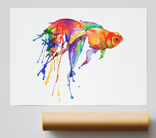 Rainbow Goldfish