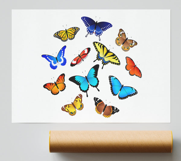 Colourful Butterflies