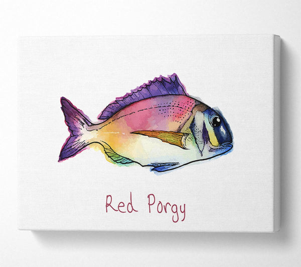 Red Porgy Rainbow