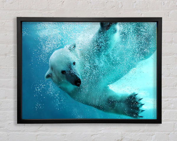 Polar Bear Swim