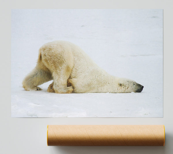 Polar Bear Itch