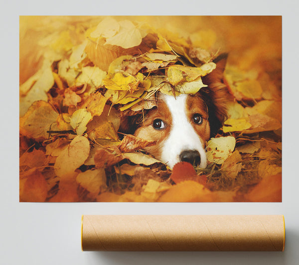 Dog In Autumn Leaves