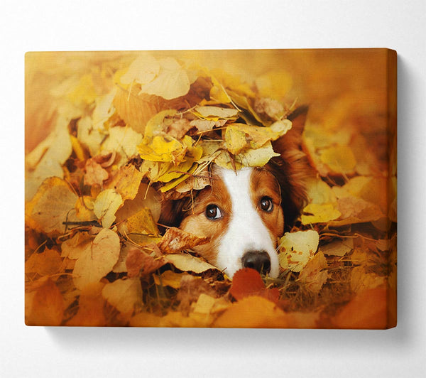 Dog In Autumn Leaves