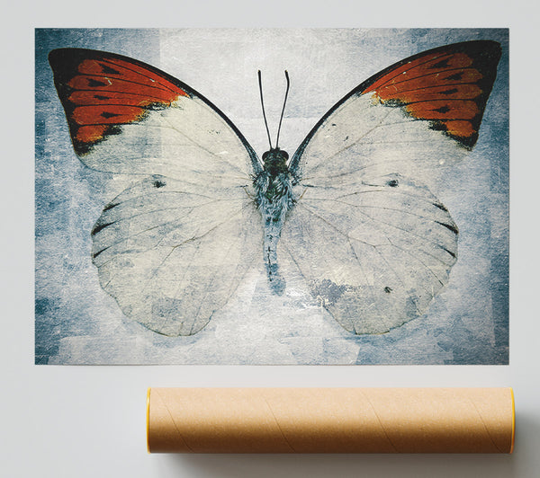 Orange Tipped Butterfly