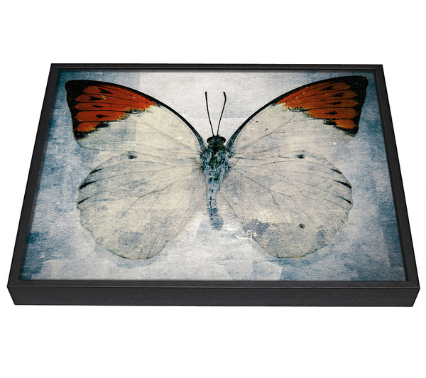 A picture of a Orange Tipped Butterfly framed canvas print sold by Wallart-Direct.co.uk