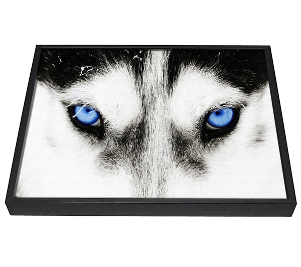 A picture of a Husky Dog Blues framed canvas print sold by Wallart-Direct.co.uk